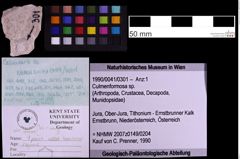 Foto (Objekt + Etiketten) von Culmenformosa sp. (NHMW-GEO-1990-0041-0301)